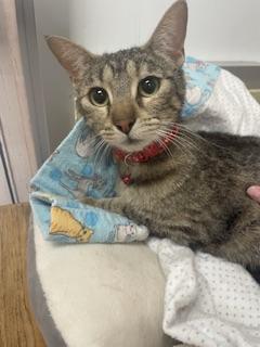 Mia, Young Tabby, cat for adoption in Porterville, California