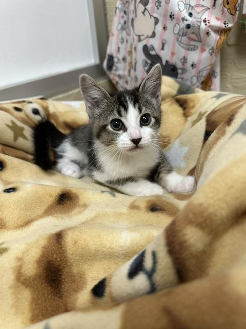 Tamale, Baby Tabby, cat for adoption in Porterville, California