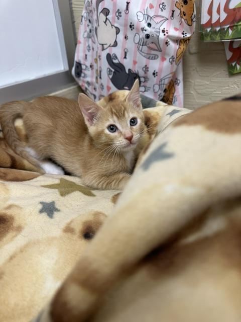 Twix, Baby Abyssinian, cat for adoption in Porterville, California
