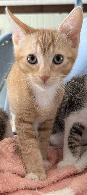 Twix, Baby Abyssinian, cat for adoption in Fresno, California