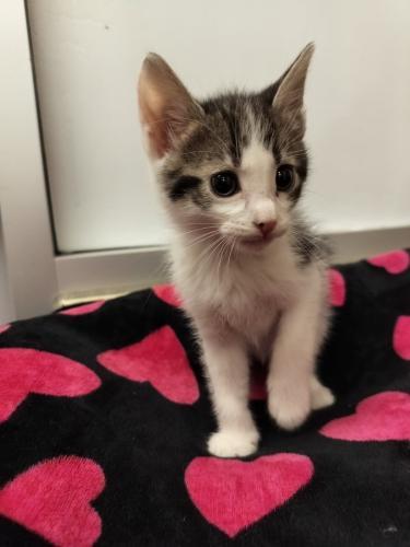 Aiden, Baby Tabby, cat for adoption in Porterville, California