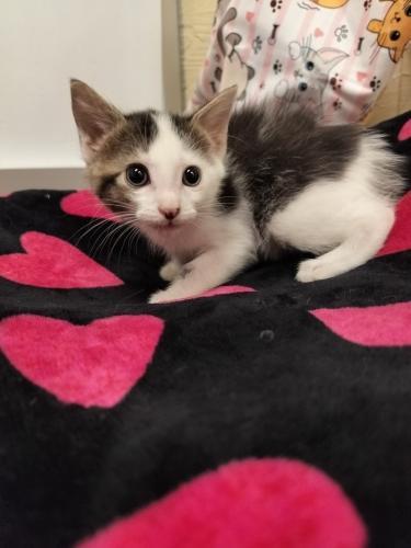 Allie, Baby Tabby, cat for adoption in Porterville, California