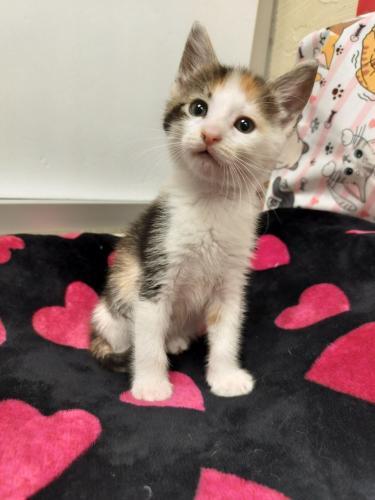 Amber, Baby Calico, cat for adoption in Porterville, California