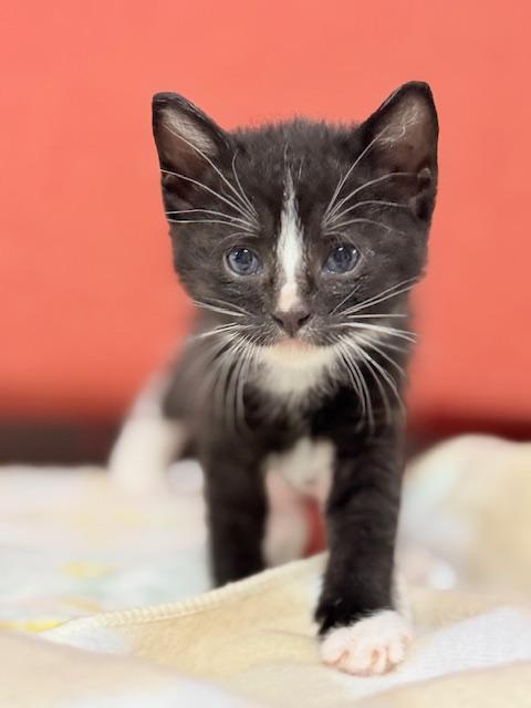 Angus, Baby Domestic Short Hair, cat for adoption in Porterville, California