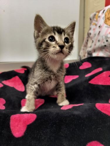 August, Baby Tabby, cat for adoption in Porterville, California