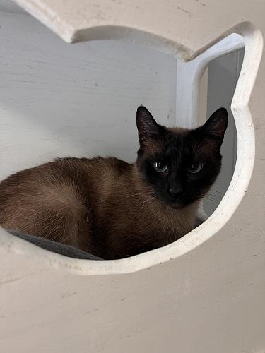 Cat 27971 (Priscilla), Adult Siamese / Mixed, cat for adoption in Porterville, California