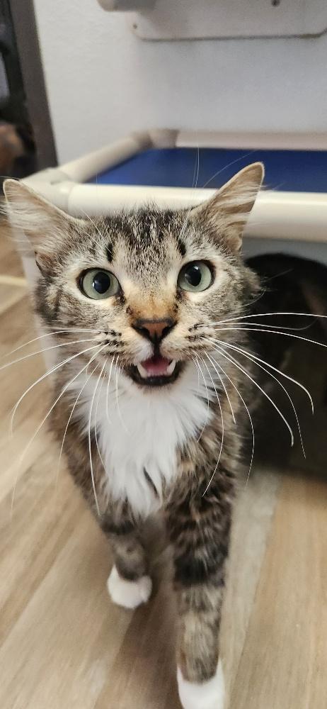 Mom Cat 27862 (Big Mama), Adult Maine Coon / Mixed, cat for adoption in Porterville, California
