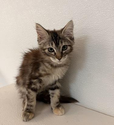 Kitten 27745 (Mica)