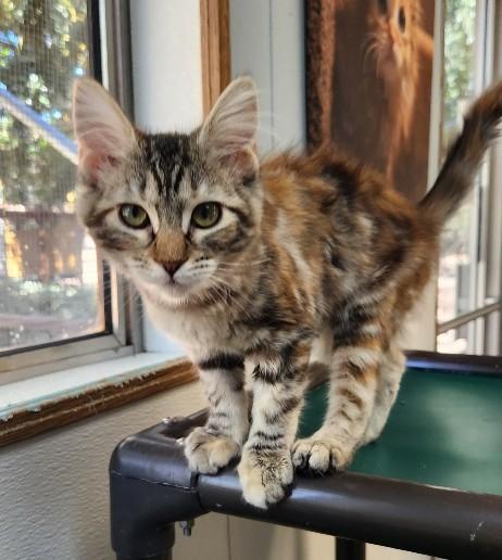 Kitten 27745 (Mica), Baby Maine Coon / Mixed, cat for adoption in Clovis, California