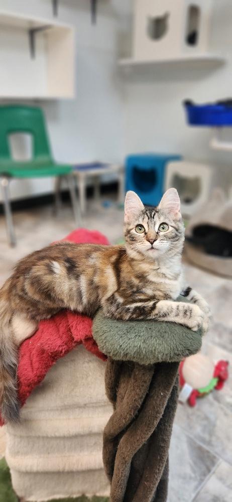 Kitten 27745 (Mica), Baby Maine Coon / Mixed, cat for adoption in Porterville, California