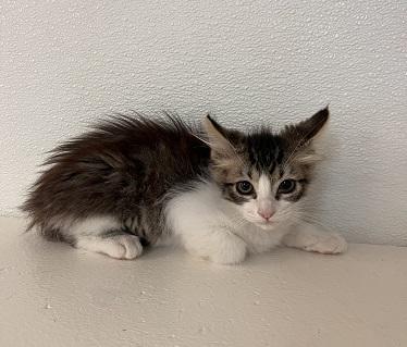 Kitten 27746 (Jasper)