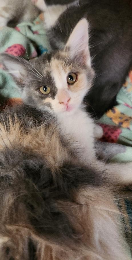 Kitten 27749 (Confetti)