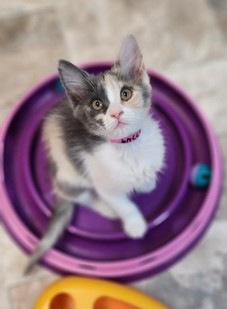 Kitten 27749 (Confetti), Baby Dilute Calico, cat for adoption in Porterville, California