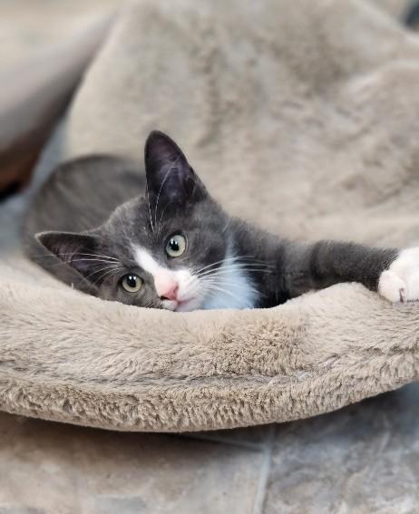 Kitten 27754 (Forest), an adoptable Domestic Short Hair in Parlier, CA
