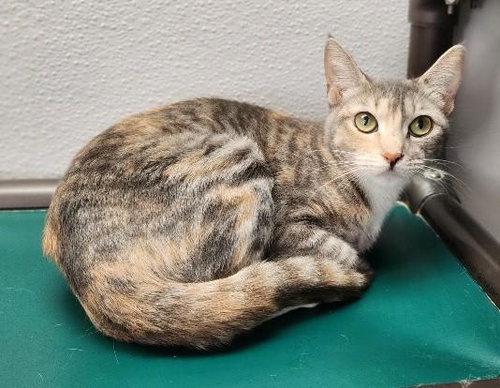 Mom Cat 27627 (Lemonade)