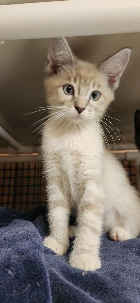 Kitten 27750 (Sequoia), Baby Siamese / Mixed, cat for adoption in Fresno, California