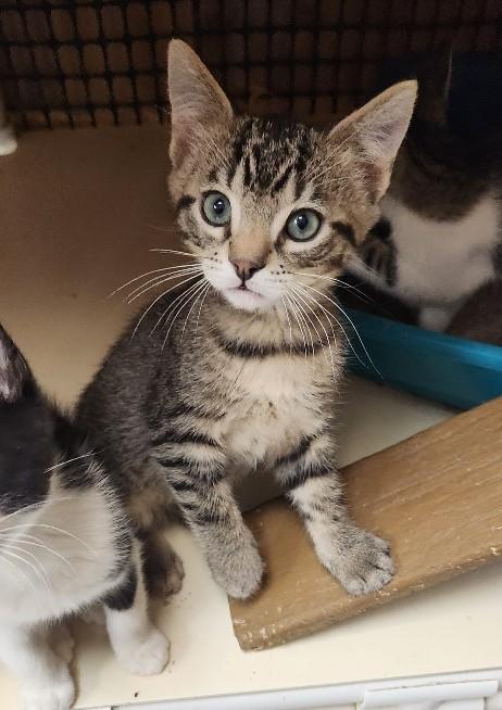 Kitten 27833 (Timmy), Baby Tabby, cat for adoption in Fresno, California