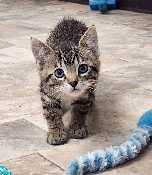 Kitten 27833 (Timmy)