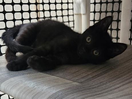 Kitten 27911 (Dot), Baby Domestic Short Hair, cat for adoption in Clovis, California