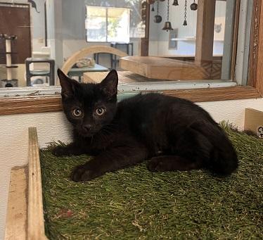 Kitten 27911 (Dot)