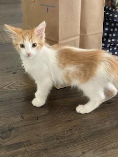 Amy, Baby Maine Coon / Mixed, cat for adoption in Hanford, California
