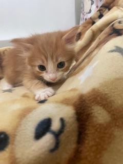 Buffy