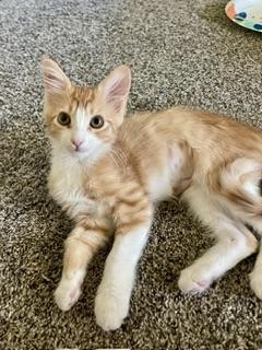 Buffy, Baby Domestic Short Hair, cat for adoption in Parlier, California
