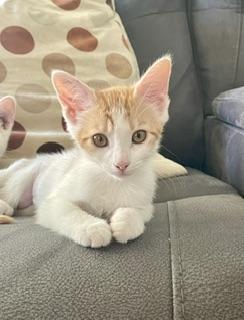 Claire, Baby Domestic Short Hair, cat for adoption in Parlier, California