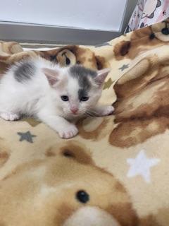 Elsa