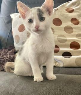 Elsa, Baby Dilute Calico, cat for adoption in Parlier, California
