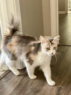 Delilah