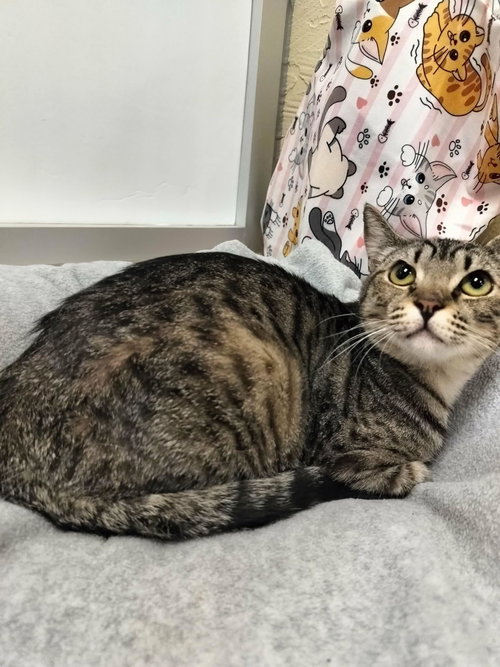 Celeste, an adoptable Tabby in Parlier, CA
