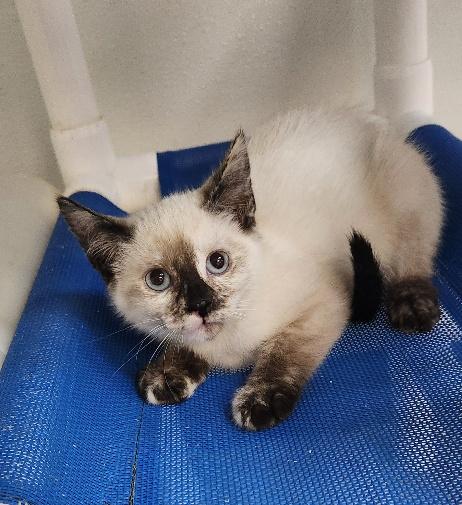 Kitten 27766 (Diva)