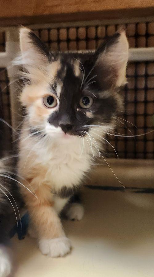 Kitten 27767 (Elena)