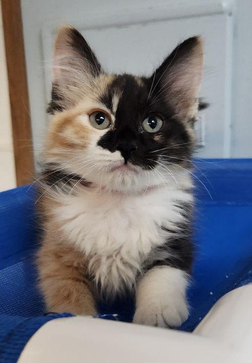 Kitten 27767 (Elena), Baby Calico, cat for adoption in Porterville, California