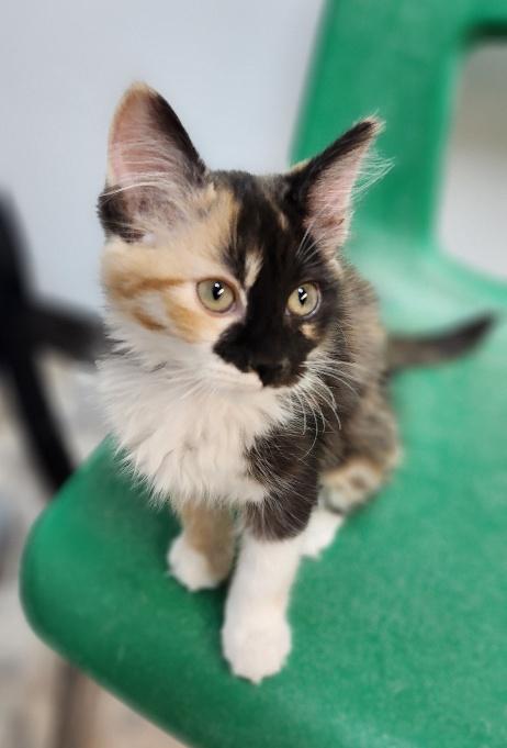 Kitten 27767 (Elena), an adoptable Calico in Parlier, CA