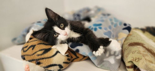 Kitten 27768 (Taz), an adoptable Domestic Medium Hair in Parlier, CA