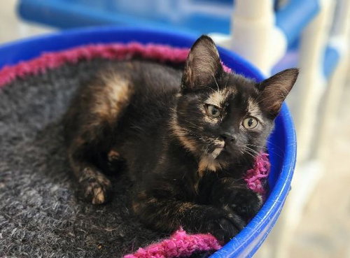 Kitten 27772 (Vally)