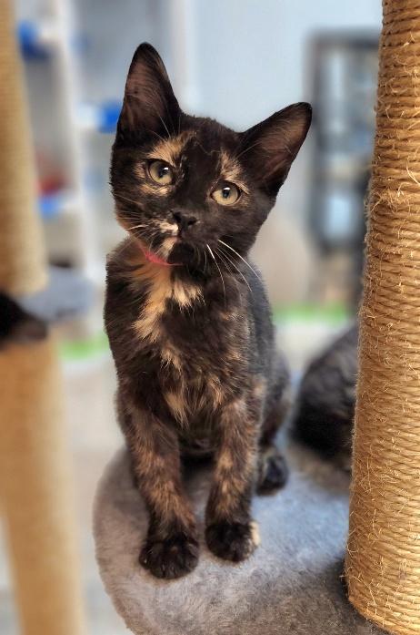 Kitten 27772 (Valley), an adoptable Tortoiseshell in Parlier, CA