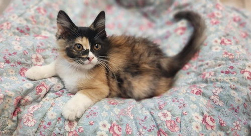 Kitten 27795 (Fettuccine), an adoptable Calico in Parlier, CA