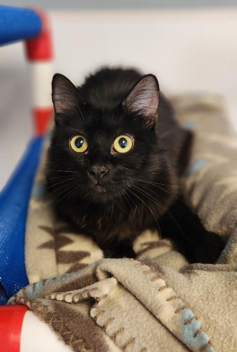 Mom Cat 27765 (Salem)