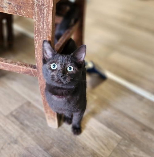 Cat 27392 (Betty Purr)