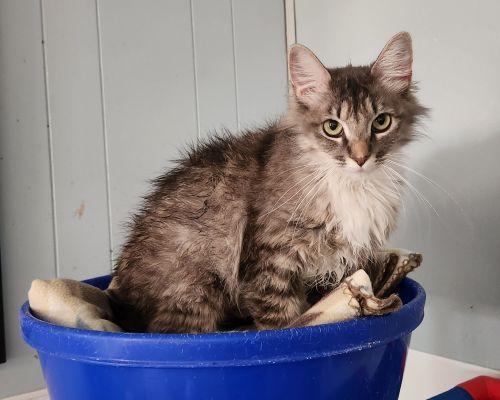Mom Cat 27755 (Stormi)