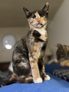 Bonnie