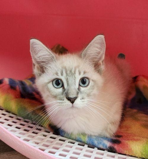 Kitten 27750 (Sequoia)