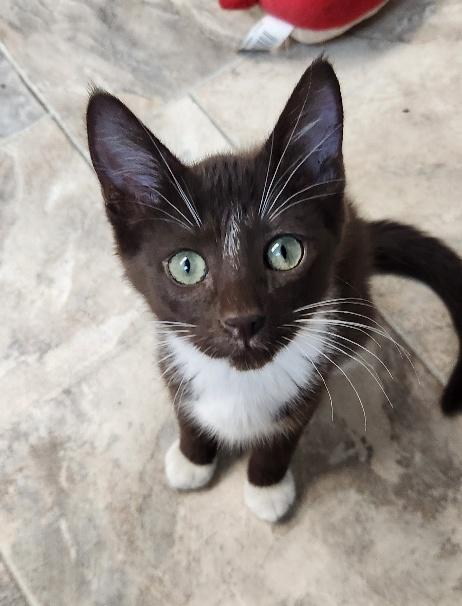 Kitten 27932 (Hershey)