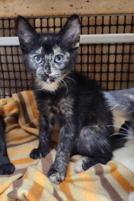 Kitten 27769 (Charlotte)