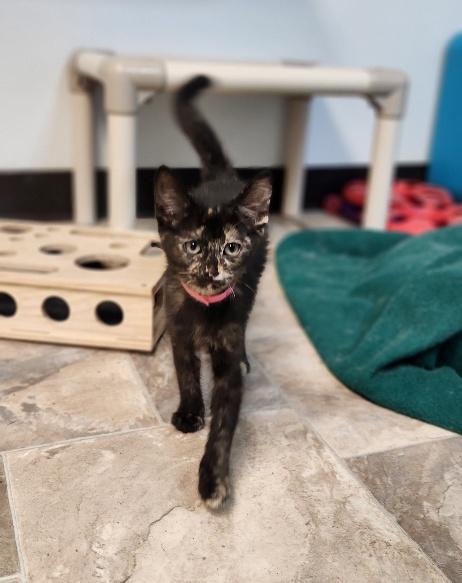 Kitten 27769 (Charlotte), Baby Tortoiseshell, cat for adoption in Parlier, California