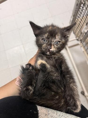 Kitten 27769 photo 4