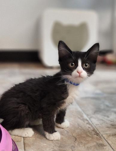 Kitten 27771 (Webster)